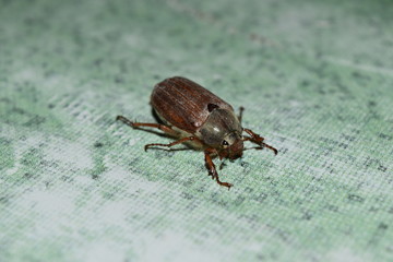 May Beetle Spring Heat