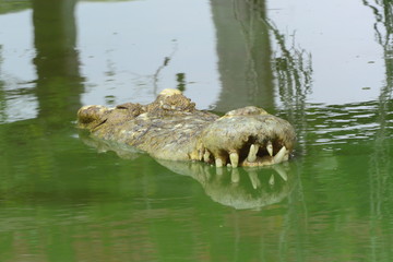 close up of salt water crocodile.