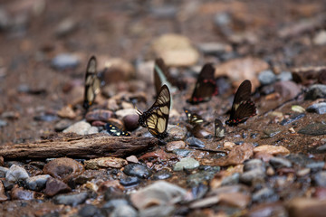 Butterflies on the rocks