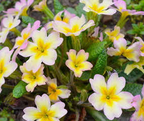 Obraz na płótnie Canvas Early spring: Primroses in natural environment. (Primula vulgaris)
