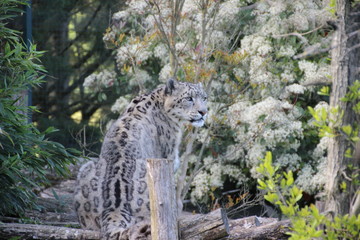Snow leopard