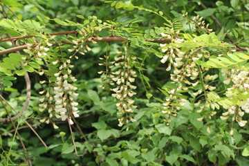 Fototapeta na wymiar Robinie / Black locust, Robinia pseudoacacia flowers.