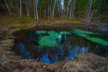 Freshwater springs of Saula, Estonian landmark. Pure water and colored bottom of a pond in the forest.