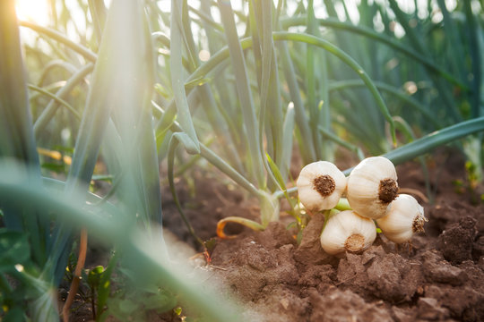 young garlic on garden ground