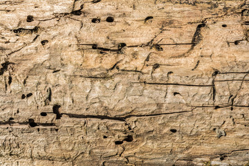the texture of old dry weathered cracked wood, cracks along the fibers of logs, close-up abstract background