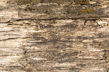 the texture of old dry weathered cracked wood, cracks along the fibers of logs, close-up abstract background