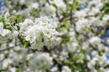 branch of an apple tree with white flowers and green leaves, a blooming garden tree, nature background