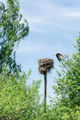 the bird house is built on a pole, the stork flies out of the nest