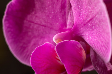 Naklejka premium Orchid makro