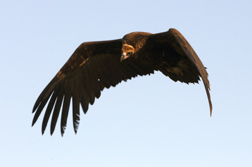 Black vulture, Aegypius monachus