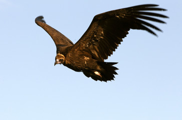 Black vulture. Aegypius monachus