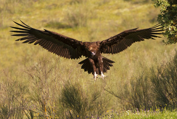 Black vulture. Aegypius monachus