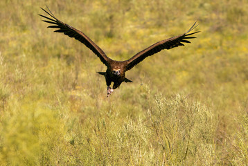 Black vulture. Aegypius monachus