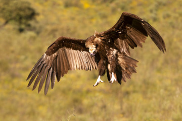 Black vulture, Aegypius monachus