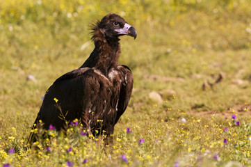 Black vulture. Aegypius monachus