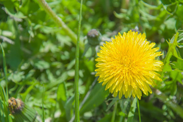 Yellow dandelion flower in green grass, spring nature