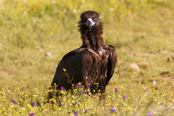 Black vulture, Aegypius monachus