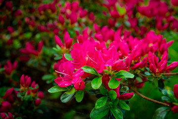 Rhododendron Japonicum with pink azalea. Fuchsia, violet flowers blooming in close-up. 