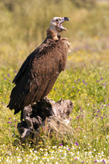 Black vulture, Aegypius monachus