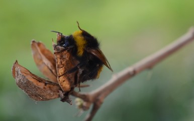 beetle on dry plant
