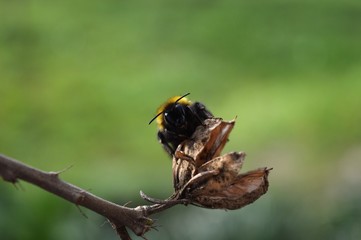 beetle on dry plant
