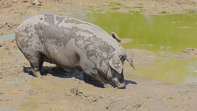 Iberian pigs herd (pata negra)  rolling in mud