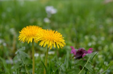 Dandelion in the grass