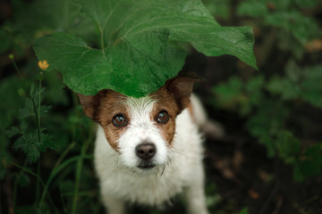 a small dog in the rain hides under a leaf. Dog cute Jack Russell Terrier in nature hiding from the rain under the leaf