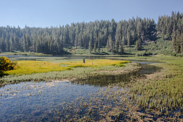 Sanfte Landschaft der Mammoth Lakes in Kalifornien. Die W&auml;lder und gelben Pflanzen spiegeln sich im klaren Wasser des Sees unter blauem Himmel