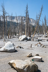 Nackt und verbrannt stehen die vom Waldbrand versengten Bäume auf dem mit weisser Asche bedeckten Erdboden, das Feuer hat am Mammoth Lake gewütet. Blauer Himmel und helle Steine im Vordergrund, Berge.