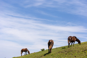 都井岬野生馬　天然記念物43