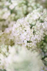 Close-up white lilac in glass vase on wooden table. Lots of buds. Floral natural backdrop. Flower shop concept