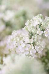 Close-up white lilac in glass vase on wooden table. Lots of buds. Floral natural backdrop. Flower shop concept