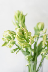 Obraz premium Unusual tulips of pastel green color, artichoke. Big buds. Floral natural backdrop. Wallpaper