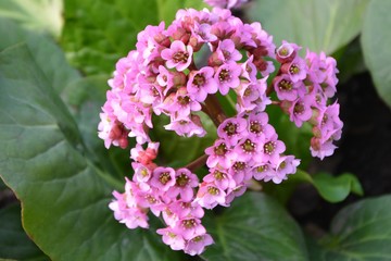 Pale purple flowers bergenia bloom in the garden in early spring.