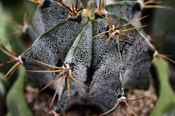cacti