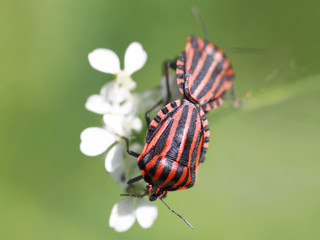 Fototapeta na wymiar Pairing of two bugs (Graphosoma lineatum)