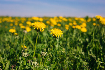 Yellow Dandelions on the field in the daylight