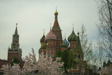 Fototapeta na wymiar moscow, view of the Kremlin and the temple with a park with flowering trees in the spring