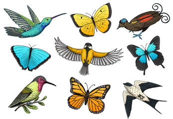 Collection of colorful butterfly insects and birds. Entomological symbol of freedom. Engraved hand drawn vintage sketch for wedding card or textiles. Vector illustration. Wild spring animals.