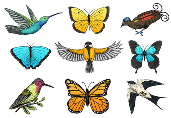 Collection of colorful butterfly insects and birds. Entomological symbol of freedom. Engraved hand drawn vintage sketch for wedding card or textiles. Vector illustration. Wild spring animals.