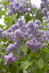 Bunch of violet lilac flower