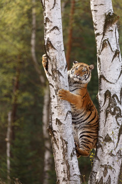 Tiger klettert
