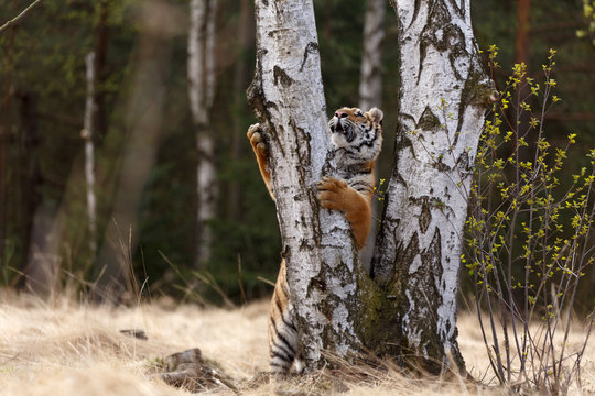 Tiger klettert