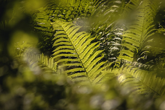 A group of green ferns in the forest