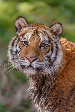 Tigerkopf