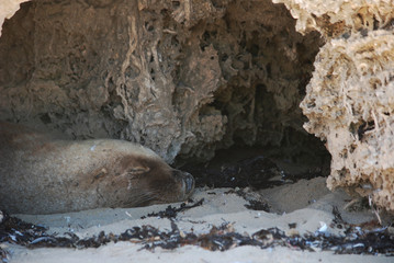 Sleeping Sea Lion