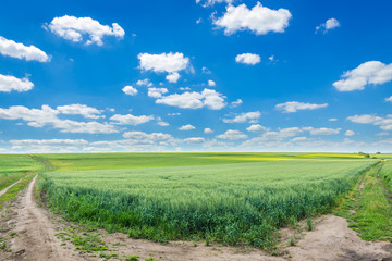Ukrainian landscape - dust road amongs fields stretching to the horizon against the blue sky