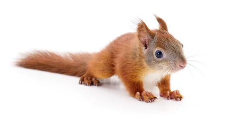 Fotobehang Eurasian red squirrel. © Anatolii
