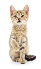 Kitten on white background.